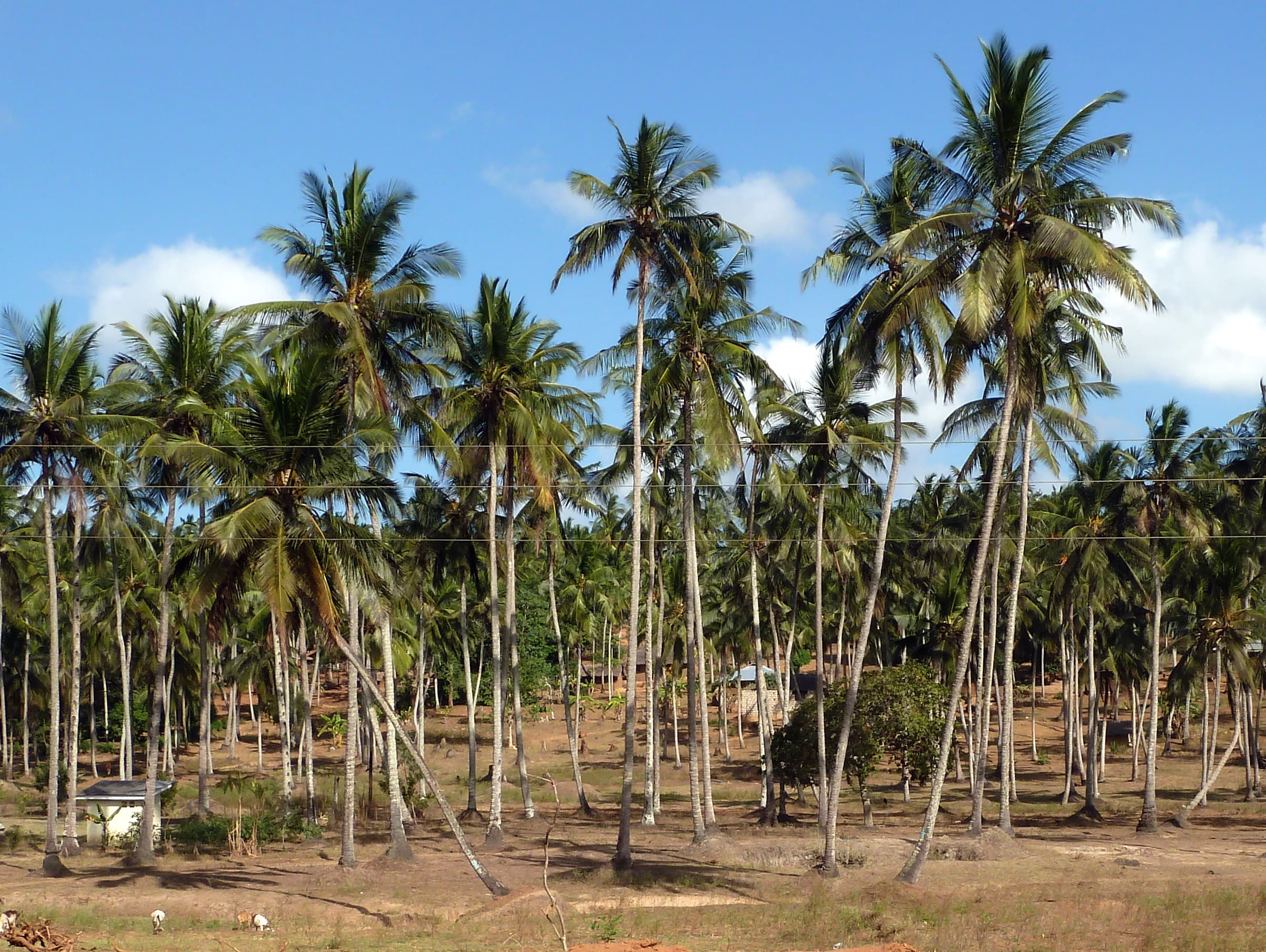 A forested landscape in Kilifi County, Kenya, providing geographic context for Shakahola